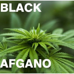 N30 HASHISH BLACK AFGANO...